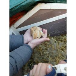 2 lieve konijntjes