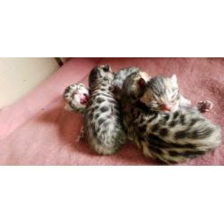 Bengaal kittens