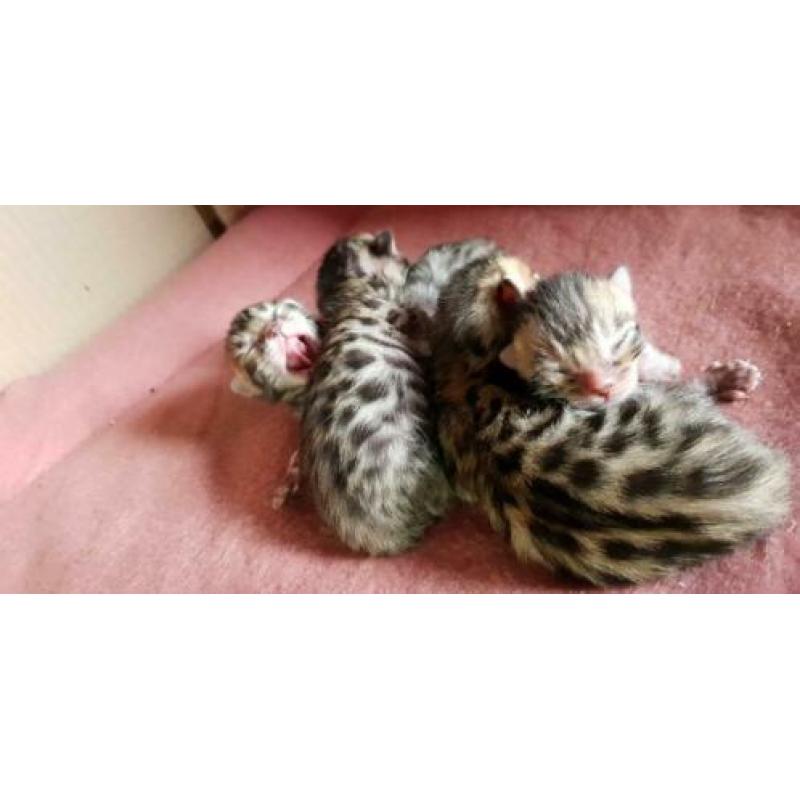 Bengaal kittens