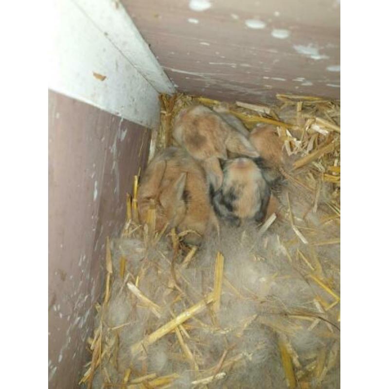 2 lieve konijntjes