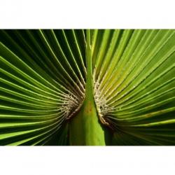 Washingtonia Robusta - Woestijnpalm 250-260cm art52086