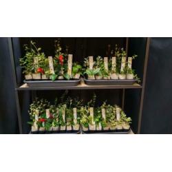 Aeschynanthus Lipstickplant Nematanthus Goudvisplantje