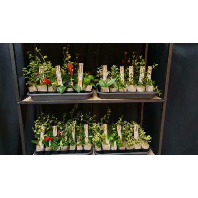Aeschynanthus Lipstickplant Nematanthus Goudvisplantje