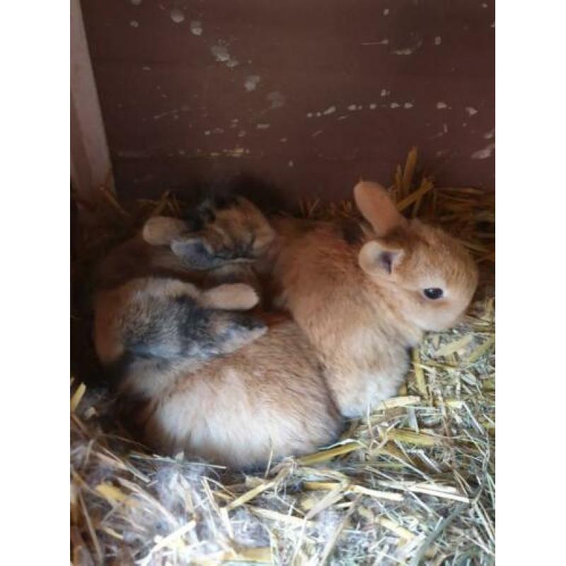 2 lieve konijntjes
