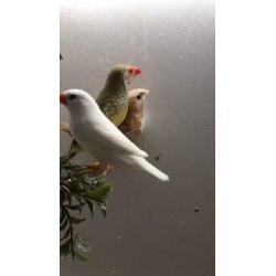 Te koop broedklaar koppel binsen astrilde