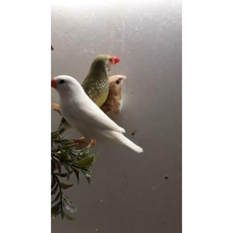 Te koop broedklaar koppel binsen astrilde