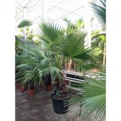 Washingtonia Robusta - Woestijnpalm 250-260cm art52086