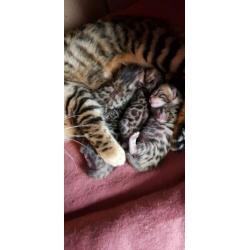 Bengaal kittens
