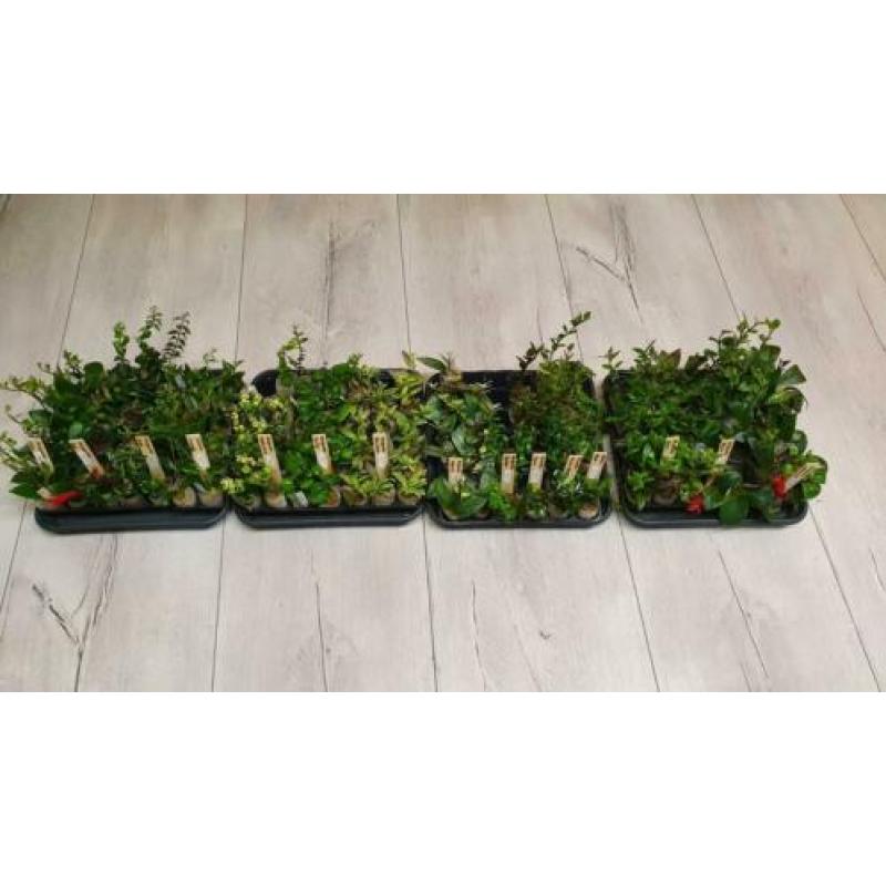 Aeschynanthus Lipstickplant Nematanthus Goudvisplantje