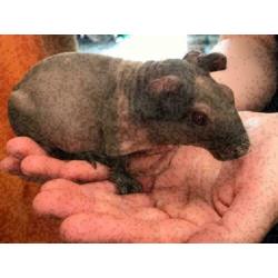 4 jonge skinny cavia's te koop (beer/zeug) m/v, cavia