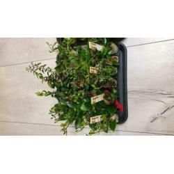 Aeschynanthus Lipstickplant Nematanthus Goudvisplantje