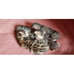 Bengaal kittens