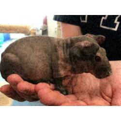 4 jonge skinny cavia's te koop (beer/zeug) m/v, cavia