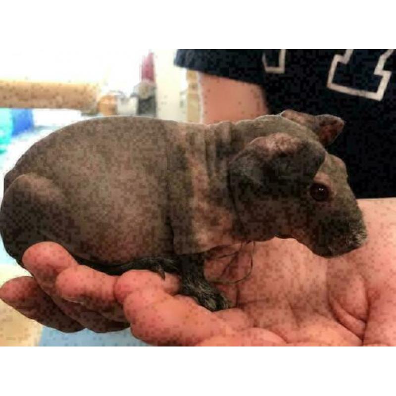 4 jonge skinny cavia's te koop (beer/zeug) m/v, cavia