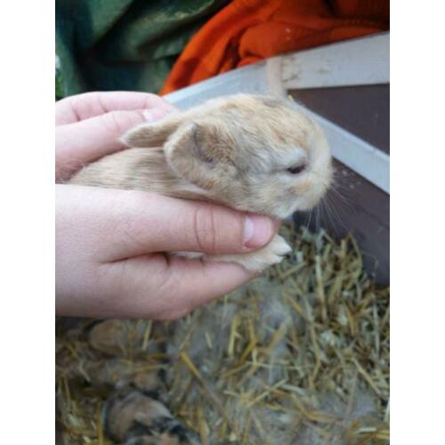 2 lieve konijntjes