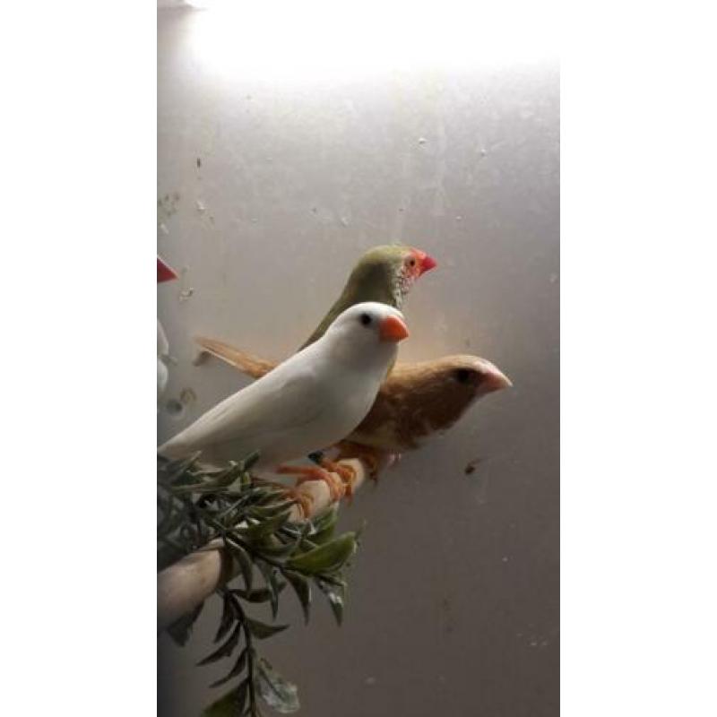 Te koop broedklaar koppel binsen astrilde