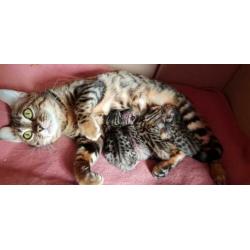 Bengaal kittens