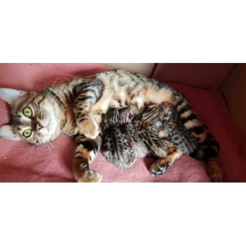 Bengaal kittens