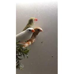 Te koop broedklaar koppel binsen astrilde