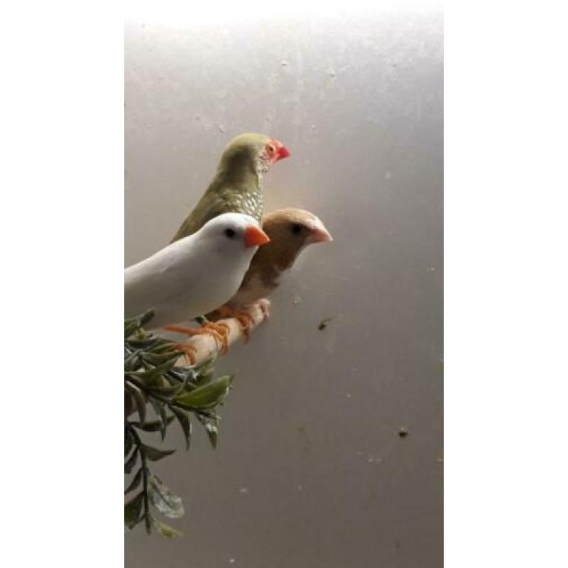 Te koop broedklaar koppel binsen astrilde