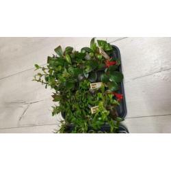 Aeschynanthus Lipstickplant Nematanthus Goudvisplantje