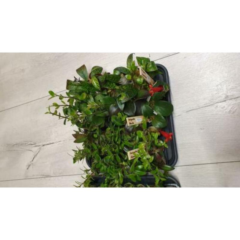 Aeschynanthus Lipstickplant Nematanthus Goudvisplantje