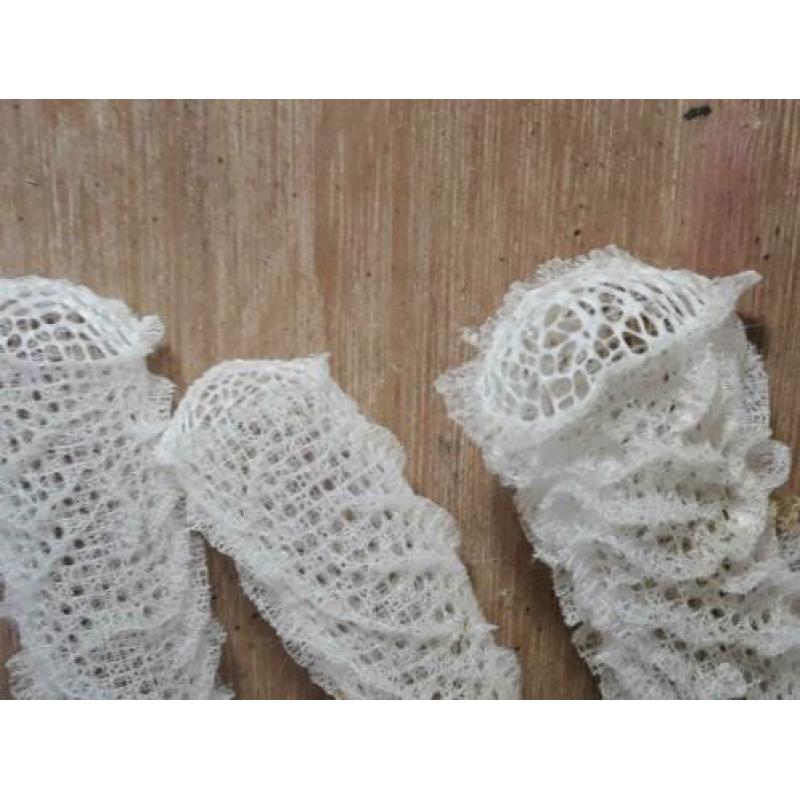 Venus bloemenmand spons skelet rariteit schelpen Euplectella