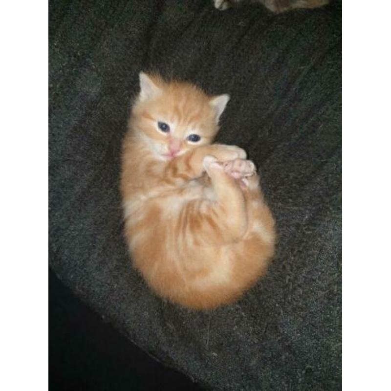 X ragdoll maine coon kitten,nog 1 oranje beschikbaar