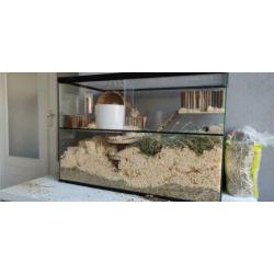 Gerbil broertjes op zoek naar nieuw thuis!