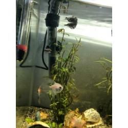 Aquarium startkit 30 liter wit