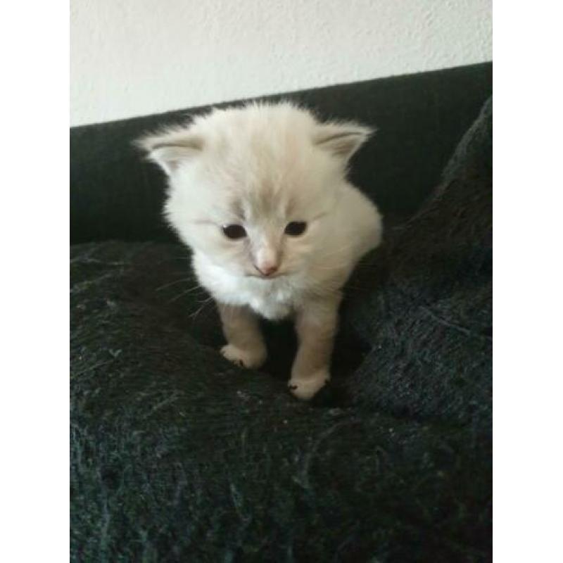 X ragdoll maine coon kitten,nog 1 oranje beschikbaar