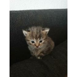 X ragdoll maine coon kitten,nog 1 oranje beschikbaar