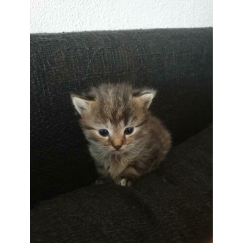 X ragdoll maine coon kitten,nog 1 oranje beschikbaar