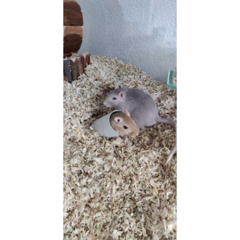 Gerbil broertjes op zoek naar nieuw thuis!