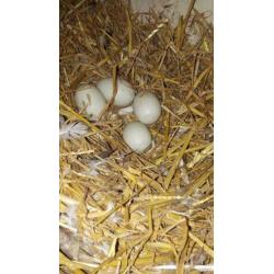 Broed eieren witte loopeenden