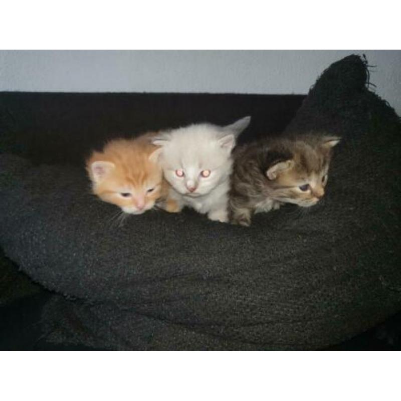 X ragdoll maine coon kitten,nog 1 oranje beschikbaar