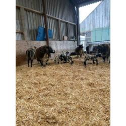 Schapen met lammeren
