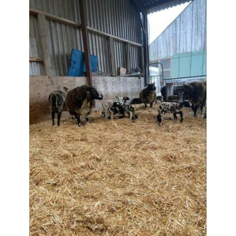 Schapen met lammeren