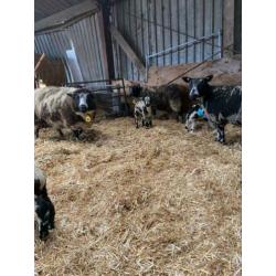 Schapen met lammeren