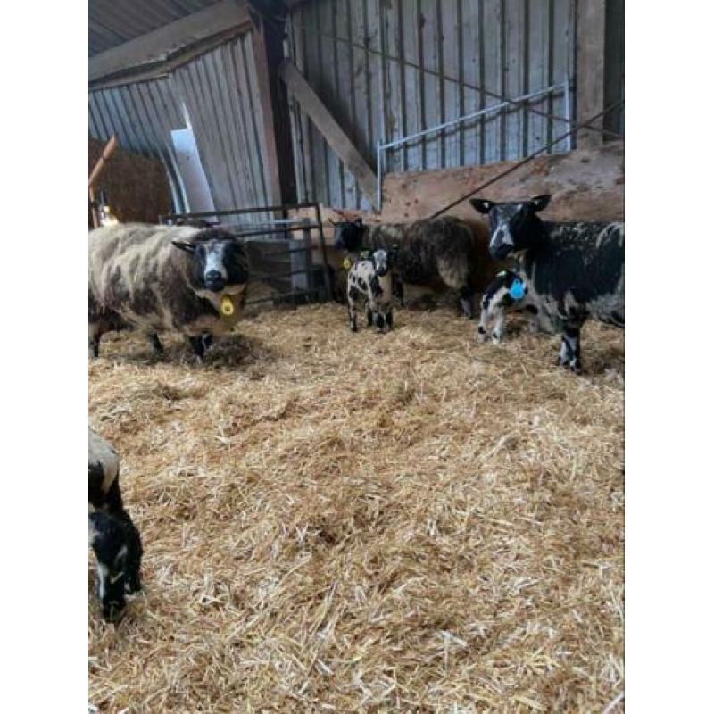 Schapen met lammeren