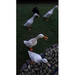 Broed eieren witte loopeenden