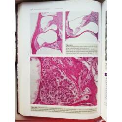 Functionele Histologie Junqueira
