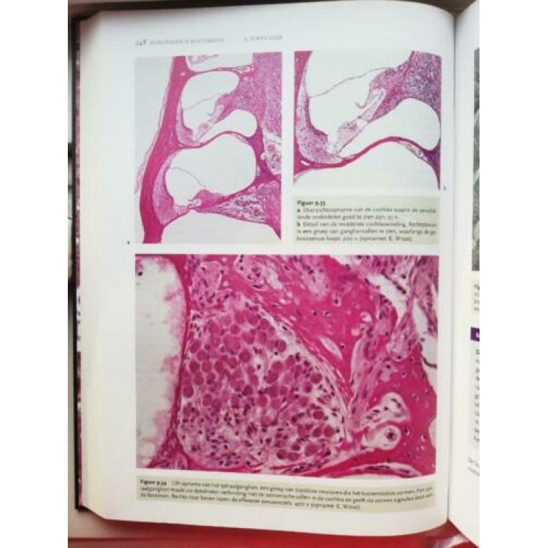 Functionele Histologie Junqueira