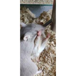 Gerbil broertjes op zoek naar nieuw thuis!