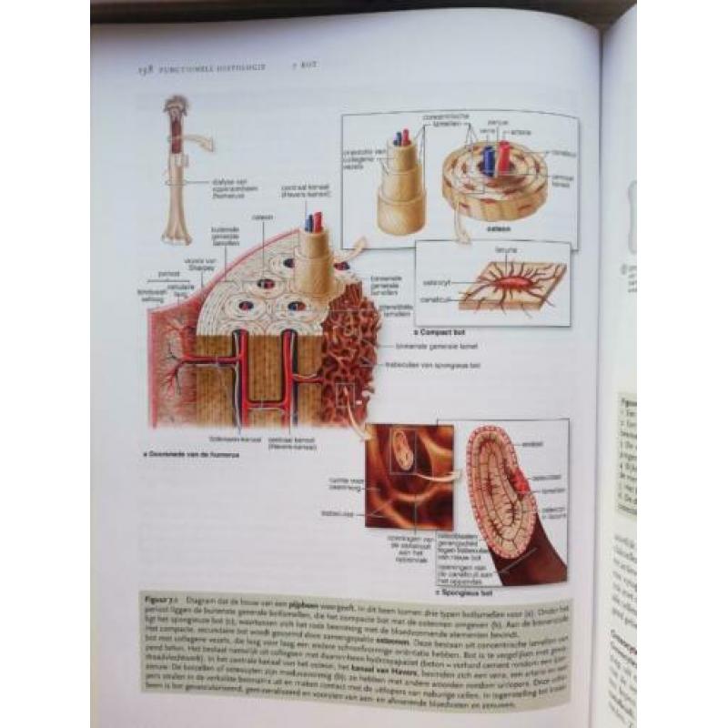 Functionele Histologie Junqueira
