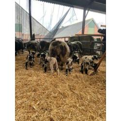 Schapen met lammeren