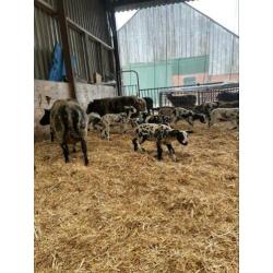 Schapen met lammeren