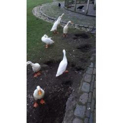 Broed eieren witte loopeenden