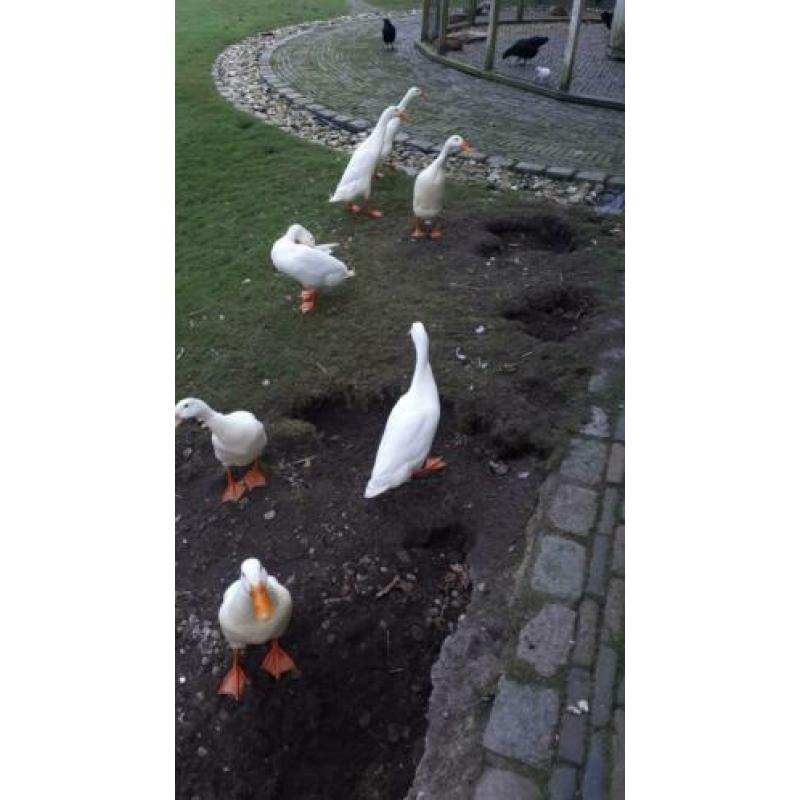 Broed eieren witte loopeenden