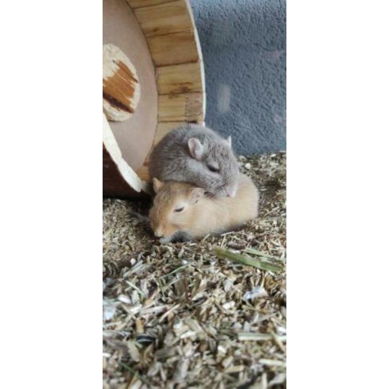 Gerbil broertjes op zoek naar nieuw thuis!